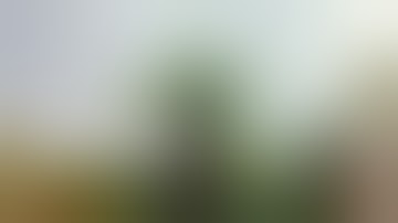 Indica vs. Sativa: What