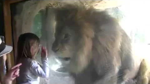 ライオン笑い声