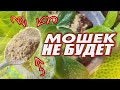 ЭТО ПРИРОДНОЕ СРЕДСТВО НАВСЕГДА ИЗБАВИТ ОТ МОШЕК, ТЛИ, БЕЛОКРЫЛКИ НА КОМНАТНЫХ ЦВЕТАХ И РАССАДЕ