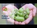 Kiwi Ogrodowe Jak Sadzić