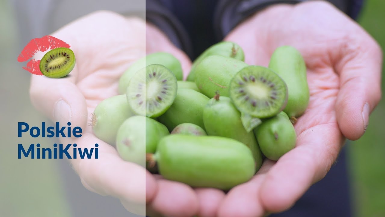 Uprawa Aktinidii Kiwi W Ogrodzie Zielony Ogrodek