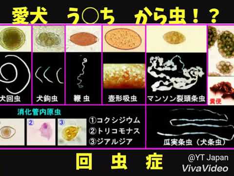 【閲覧注意】愛犬　フッカ　う○ちに虫　回虫症　動物病院へ🏥🏥🏥フェラリア