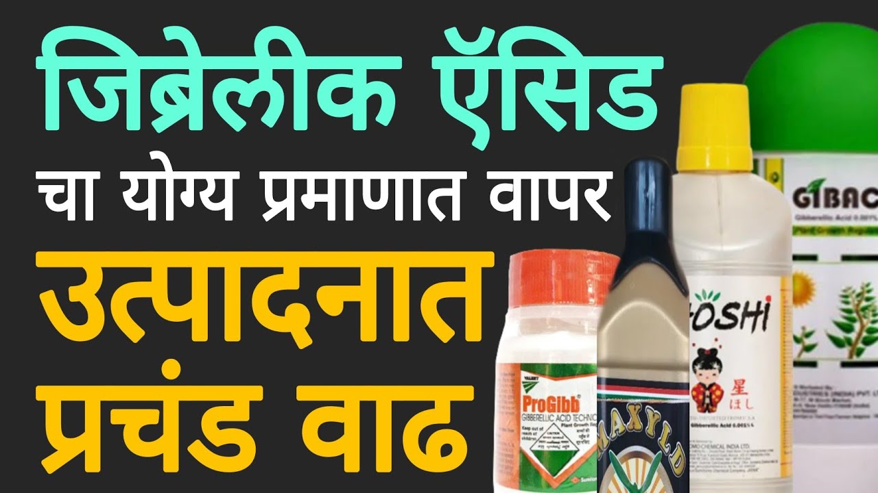 जिब्रेलीक ऍसिड | वापर | प्रमाण | फायदे | तोटे | Dnyaneshwar Kharat Patil