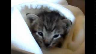 Baby Kitten Rescue