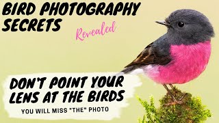 Don't Point Your Lens At The Birds! You will miss the photo of a lifetime! Bird Photography Secrets