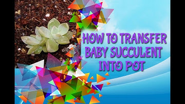 Update Of Succulent Leave Propagation//How To Transfer Baby Plant Into Pot