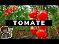 Russir la culture de la tomate de a  z en allant de la ppinire  la plantation en afrique