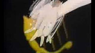 Mercury Aqua Rhapsody