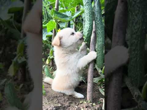 Видео: Кучета и краставици