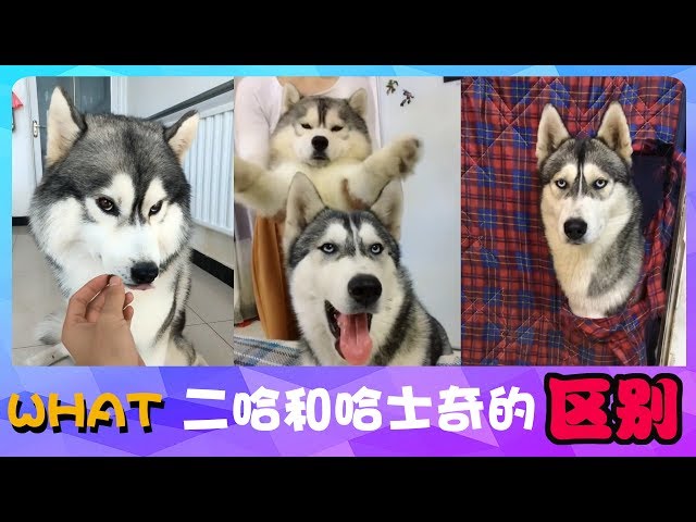 宠物联萌 | 可爱狗狗🔴二哈和哈士奇的区别？来来来，我给你演示下~😊Funny and Cute Baby Dog Videos Compilation（2018-41）