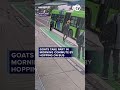 Goats take part in morning commute by hopping on bus