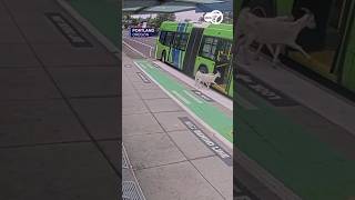 Goats take part in morning commute by hopping on bus