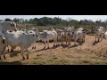 De produção de bezerro para produção de ouro na Fazenda!