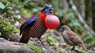 Top 30 Most Majestic Birds in the World to Soothe Your Soul 🌅🦅   4K Nature Sound ASMR
