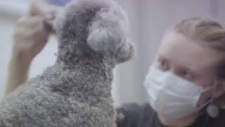 Grooming a Poodle for Show Tips from Professional Handlers