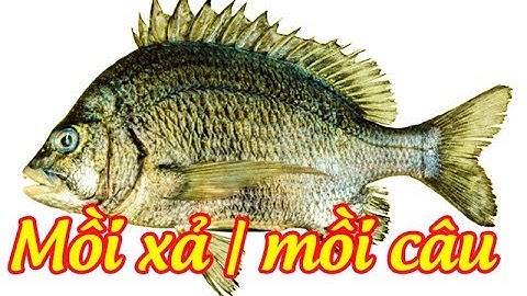 Mồi xả | Mồi câu cá Hanh ( tráp) câu  iso ikada - make bait fishing