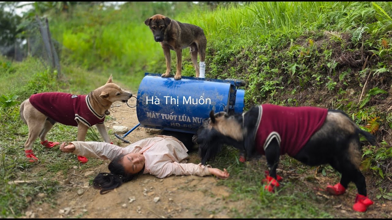 Vietnamese girl with dog and goat harvesting rice - ha thị muon