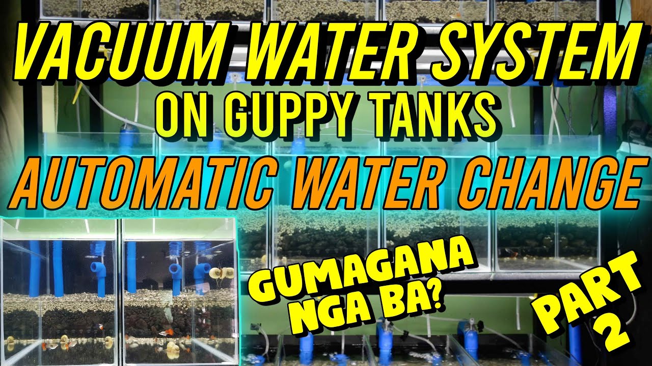 HOW TO SET UP A VACUUM WATER SYSTEM FOR GUPPY TANK | BUDGET FRIENDLY | AQUARIUM | PART 2