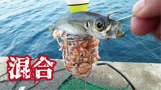 KG fish KG FISH スイムベイト DRTより品薄です。 KG fish KG FISH スイムベイト DRTより品薄です。