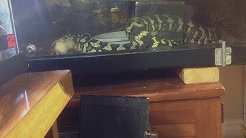 Carpet pythons feeding time lapse