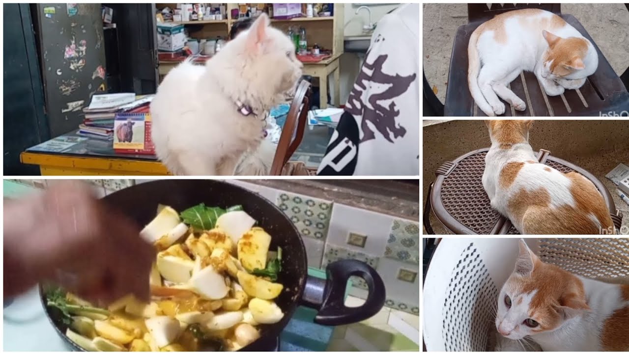 সারাদিন মিষ্টি কে নিয়ে কি কি করলাম সবাই ওর জন্য দোয়া করবেন  #catsvideo #arifablogvideo #banglablog