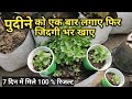 कैसे लगाए पुदीने का पौधा गर्मी में सिर्फ 2 मिनट्स में | Best Method To Grow Mint Plant