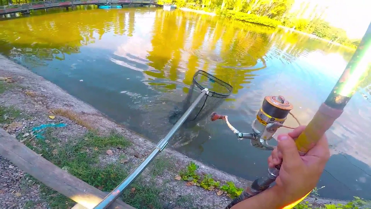 [Mola Solis] Carpe settembrine ciucciano le mie palline