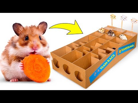 new-hamster-race-from-cardboard-for-three-cute-hamsters-🐹🥇