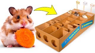 New Hamster Race From Cardboard For Three Cute Hamsters 🐹🥇