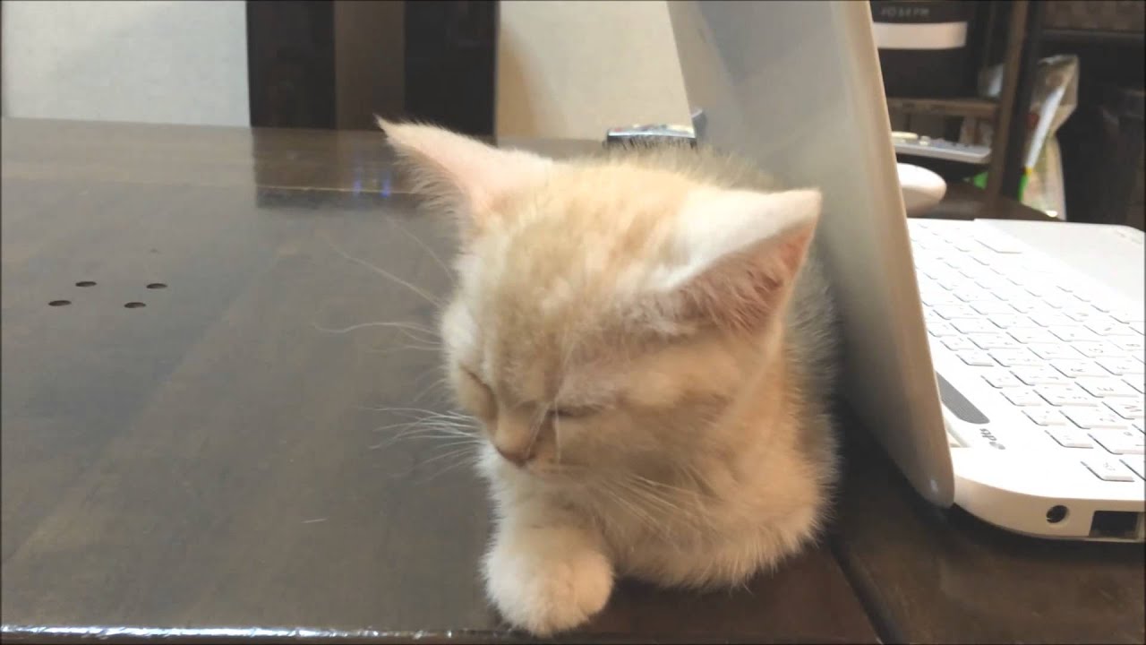 可愛い画像 小さな子猫のかわいいうたた寝　アメショーのココ　Sleeping face of kitten