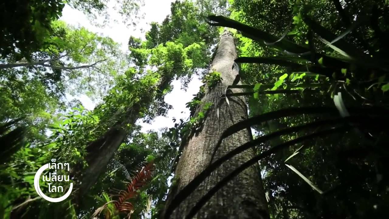 [Clip] เล็กๆ เปลี่ยนโลก : รู้จักอุทยานแห่งชาติ เขาใหญ่ อุทยานมรดกของ ASEAN