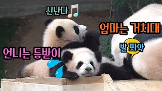 ★에버랜드 판다월드★ 이쑤시개 만드느라 잠 못 드는 후이바오ㅋㅋ Baby Panda by 판판티비 panpanTV 45,450 views 4 months ago 5 minutes, 43 seconds