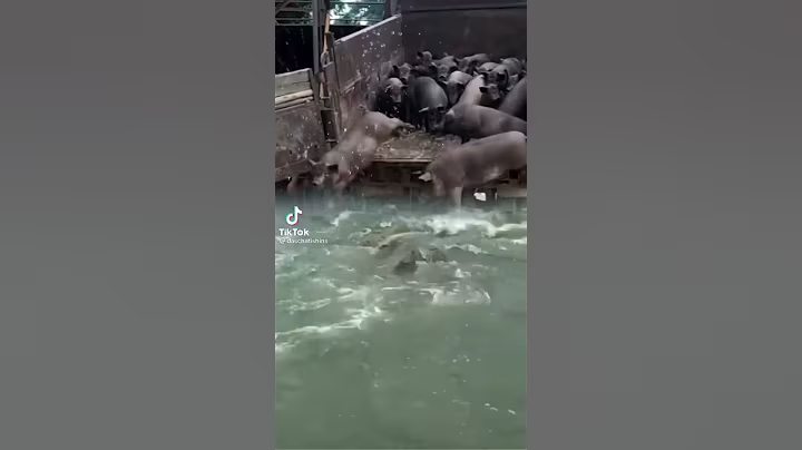 Throw pigs to crocodiles eat