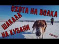 ОХОТА НА ВОЛКА, ШАКАЛА НА КУБАНИ:ПРОБНЫЙ ВЫЕЗД НА ЗАГОННУЮ ОХОТУ (БЕЗ ДОБЫЧИ)