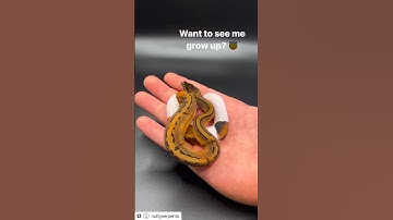 How Big Does an Adult Ball Python Get? #pinstripepied #ballpython #piebald #snake