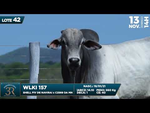 LOTE 42   WLKI 157