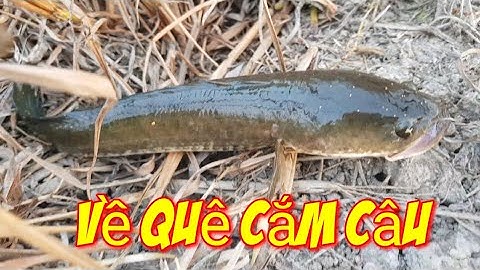 Nghỉ dịch COVID về quê cắm câu cá lóc mồi nhái trúng đậm || gợi nhớ Quê Hương || fishing