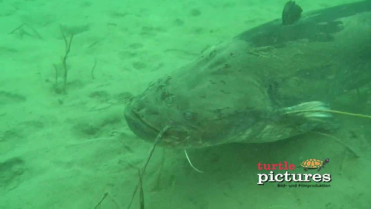 baggersee grötzingen Wels & Co