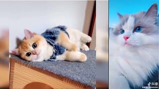 مقاطع مضحكة للقطط + قط مع نمر funny cats compilation#14 / Cool Pets