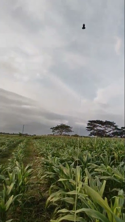 Suasana sore di sawah