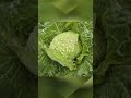 Organic Cabbage