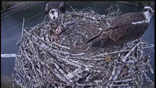 ~Cowlitz Osprey  Rybołowy  Nareszcie jest jedzenie !!!  Bójka głodnych maluchów  Karmienie~