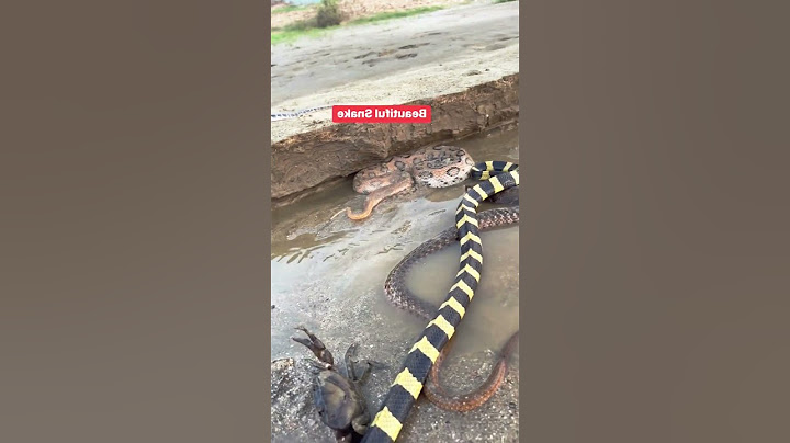 The Fascinating World of Snakes" #snake #snakesaver #reels #shortvideo