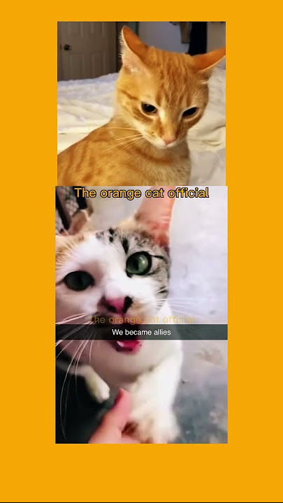 orange SUBs....🧡 #shorts #theorangecat #cat
