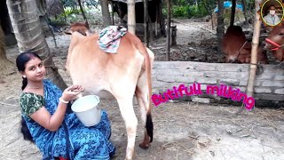 201# Village milking........All animal health tips a milking.