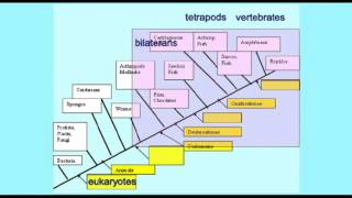 PL EXAM 1: CLADOGRAM 1.avi