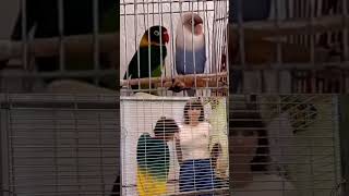 Guy Imitates Bird Danceing To Bsb