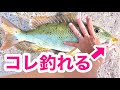 【沖縄釣り】釣れる仕掛けを更に改良してみた結果【石垣島釣り】