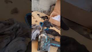 Damas zadniymost  orqa reduktor remont qilamiz Mkpp Akpp DVS hama hizmatlarimiz bor