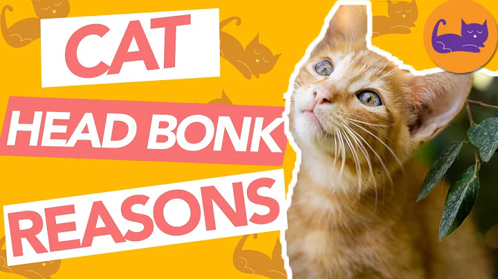 Why Does My Cat Headbutt Me? Top Reasons Cats BONK You! - DayDayNews